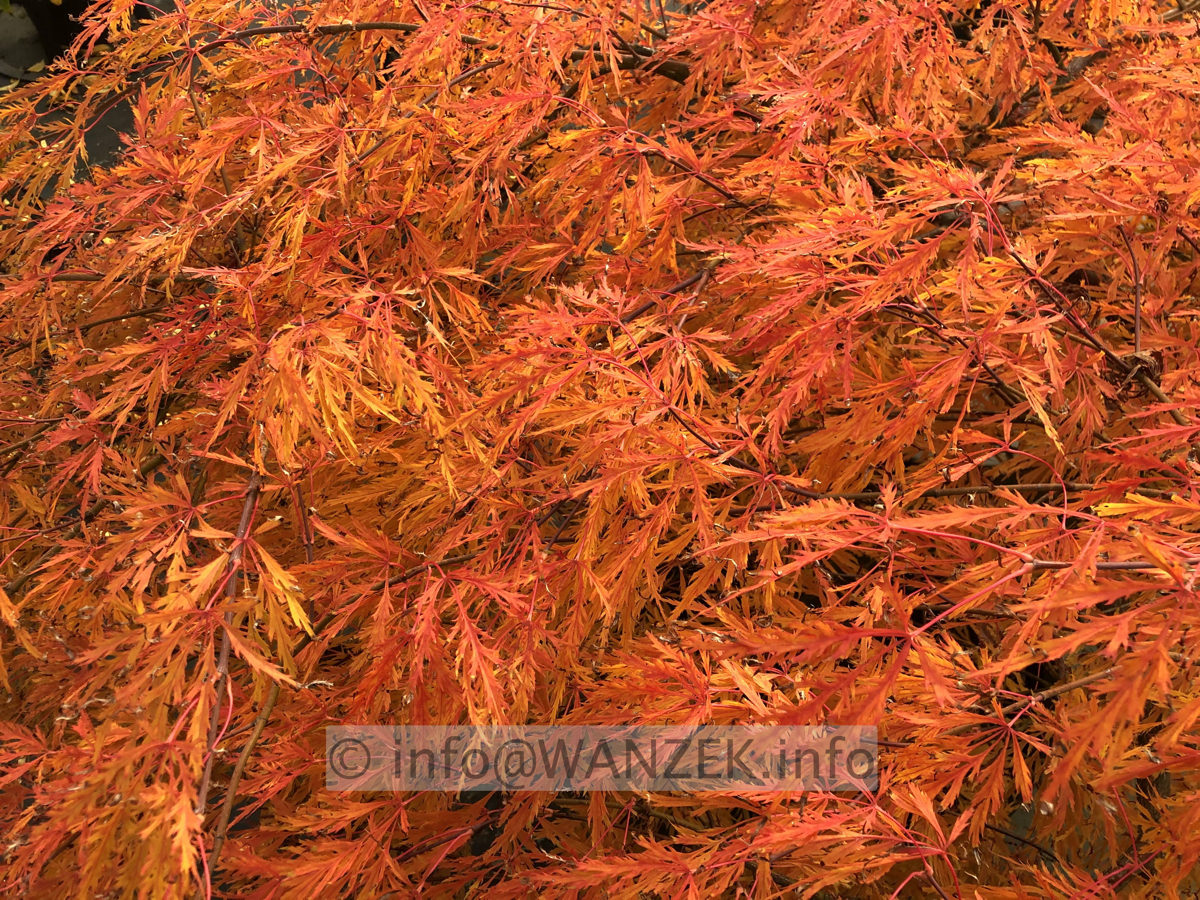 Acer palmatum Dissectum - Herbst 2019 -004.JPG